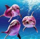 pink Dolphins